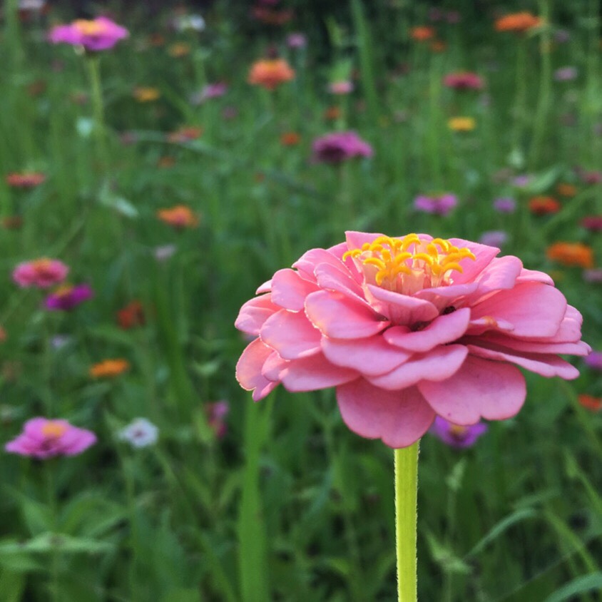 Zinnias